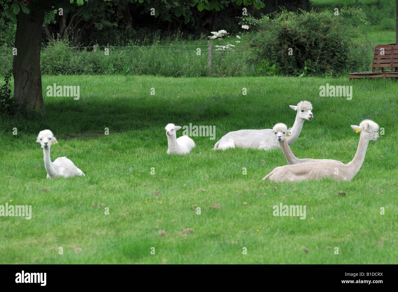 Small alpaca farm at Stoke Doyle village in Northamptonshire England UK