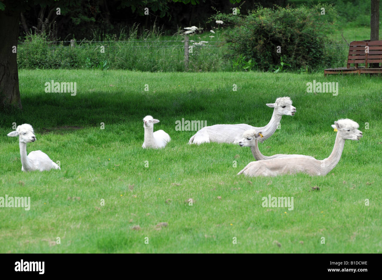 Small alpaca farm at Stoke Doyle village in Northamptonshire England UK