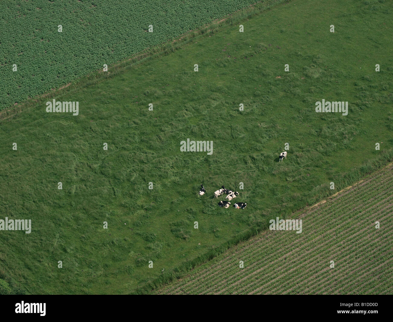 Aerial photograph of cows lying in a grass field near Roosendaal Noord Brabant the Netherlands Stock Photo