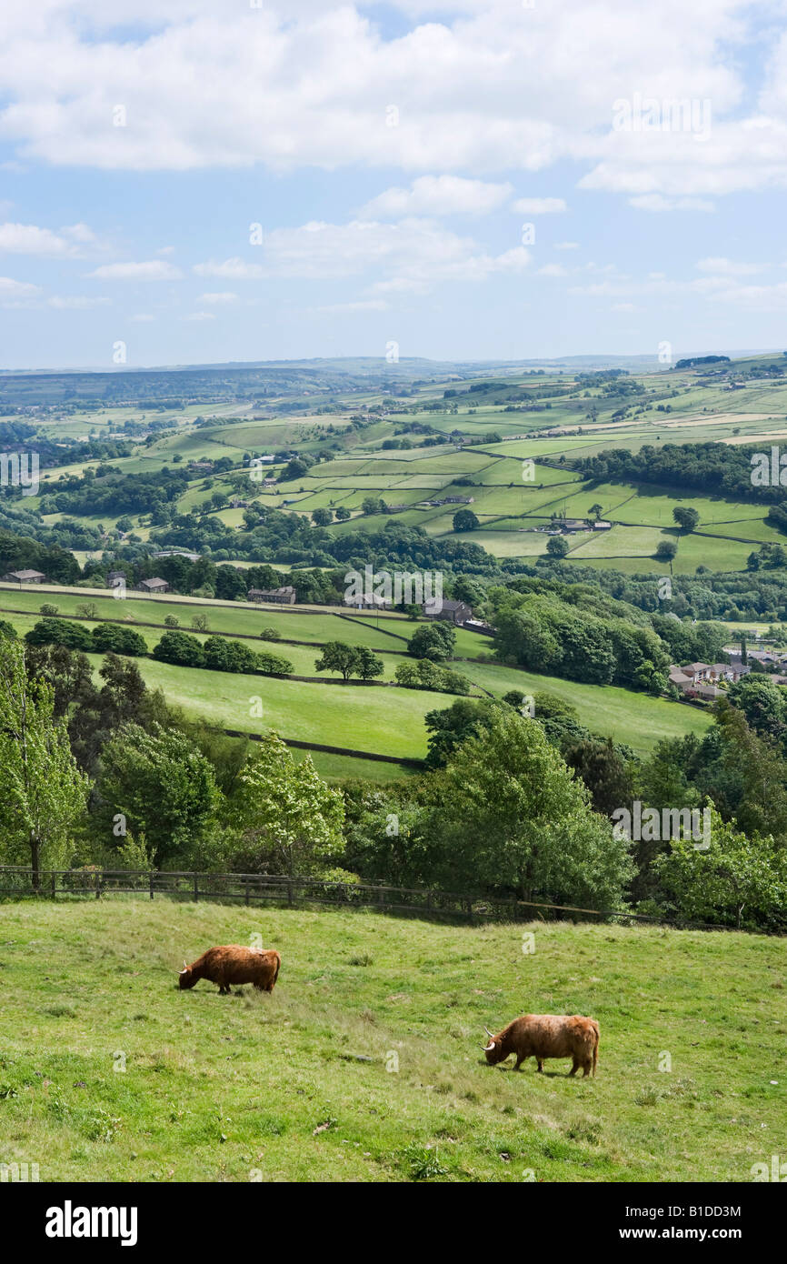 Highland Cattle in the countryside near Midgely above Hebden Bridge and Mytholmroyd, West Yorkshire, England, United Kingdom Stock Photo