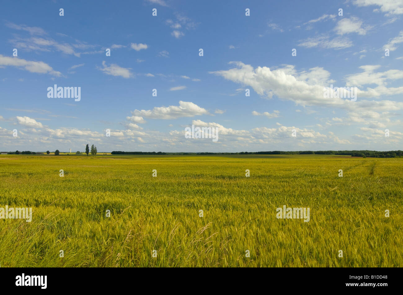 Barley oat field, Indre, France. Stock Photo