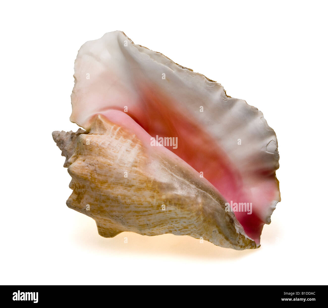 Queen Conch (Strombus gigas) shell from the Bahamas but found throughout Carribean and harvested for food Stock Photo