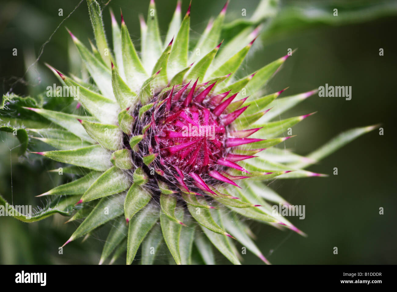 A spiky thistle in bloom Stock Photo
