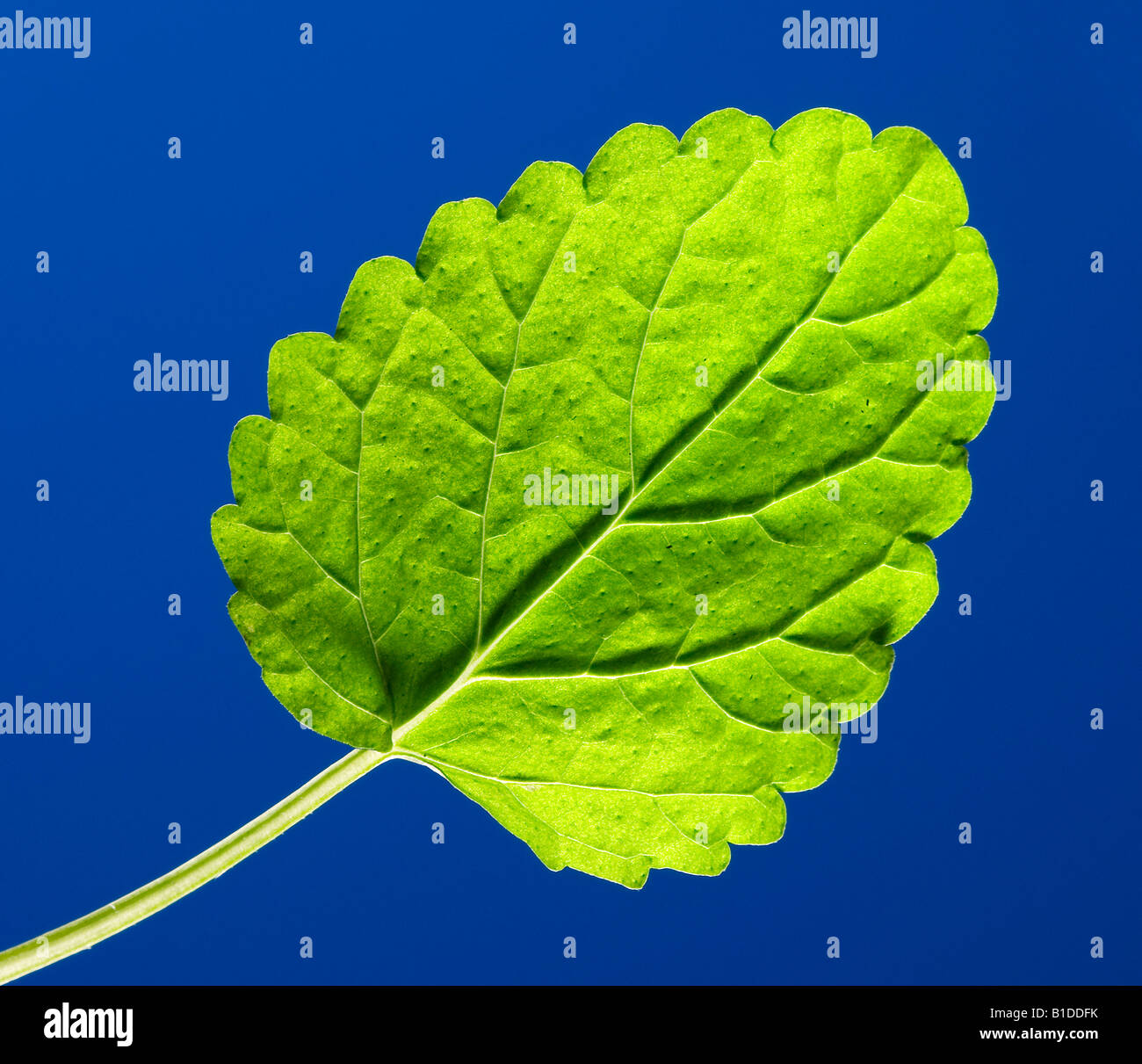 A lemon balm leaf Stock Photo
