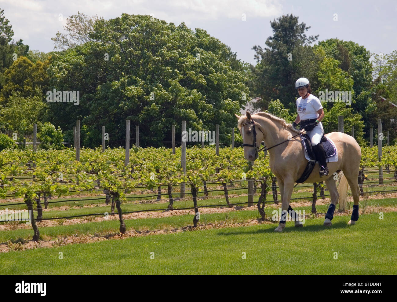 Woman Equestrian Riding at Jamesport Vineyards in NY Stock Photo