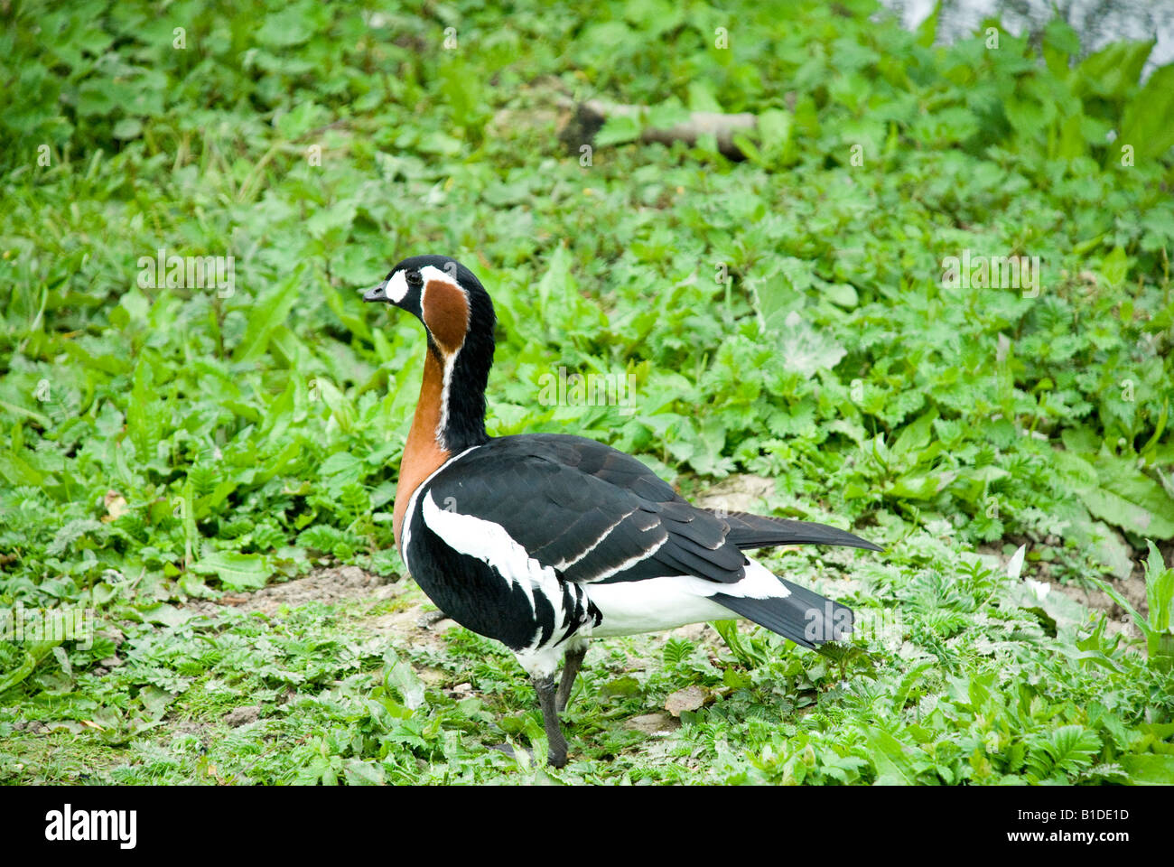 Red Breasted Goose Stock Photo