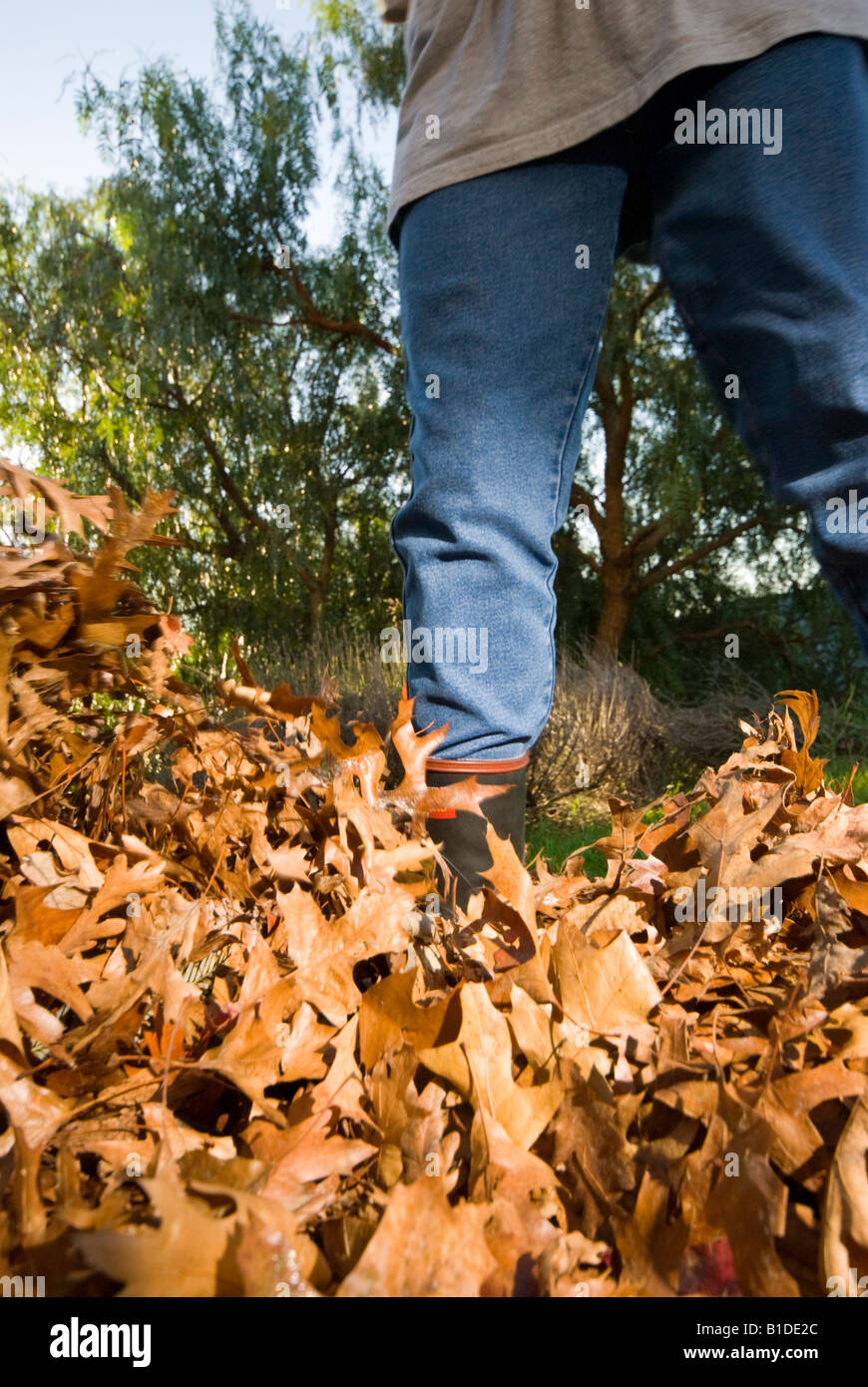 A gardener in wellington boots standing in a pile of autumn leaves Stock Photo
