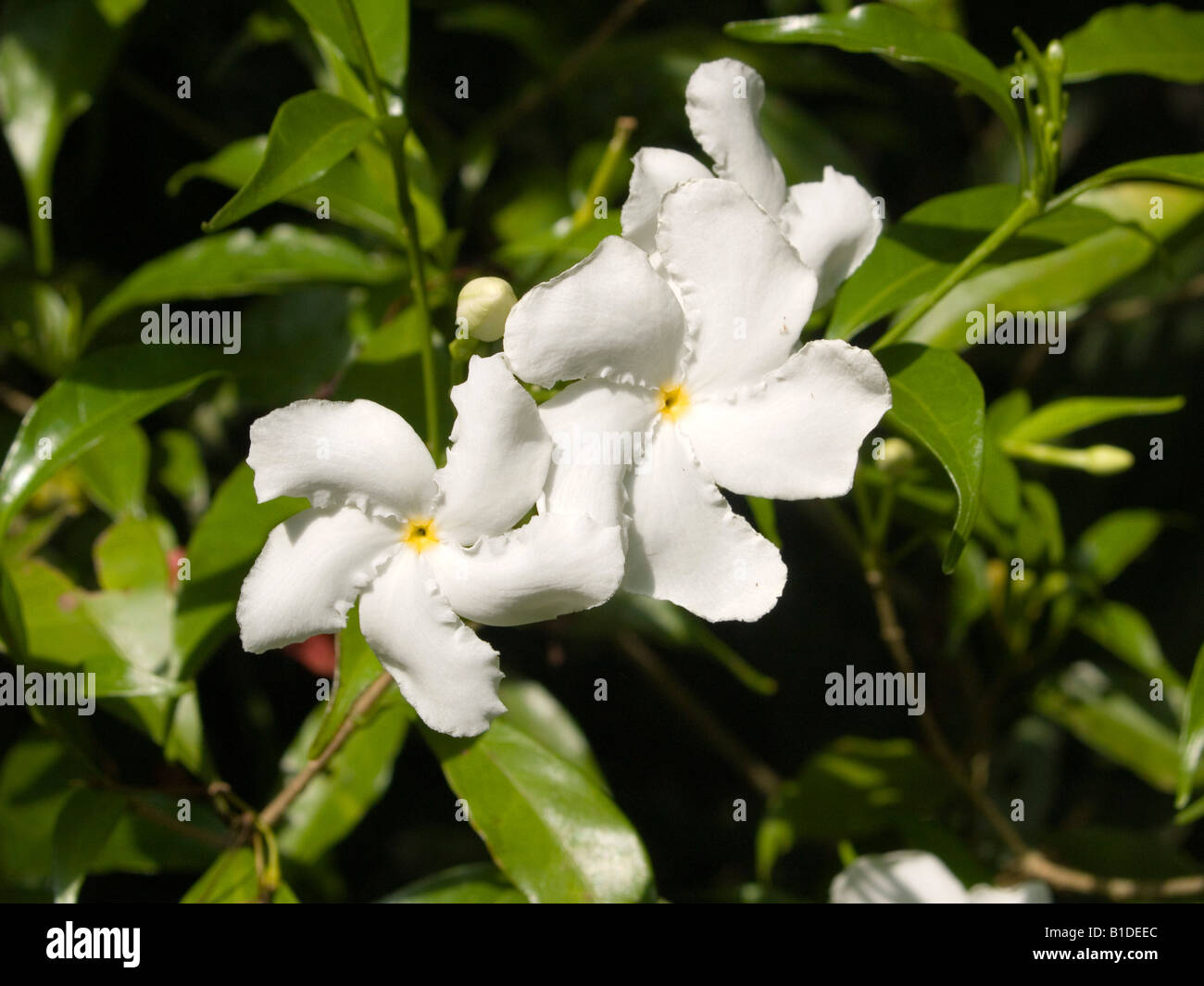 pinwheel jasmine flowers Tabernaemontana Stock Photo - Alamy