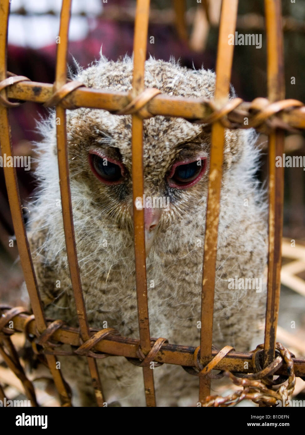 captured baby owl in Meghalaya India Stock Photo