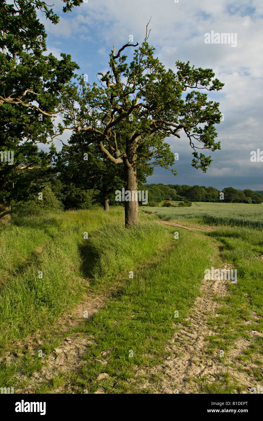 Rural scene near Leigh, Kent, England Stock Photo Alamy