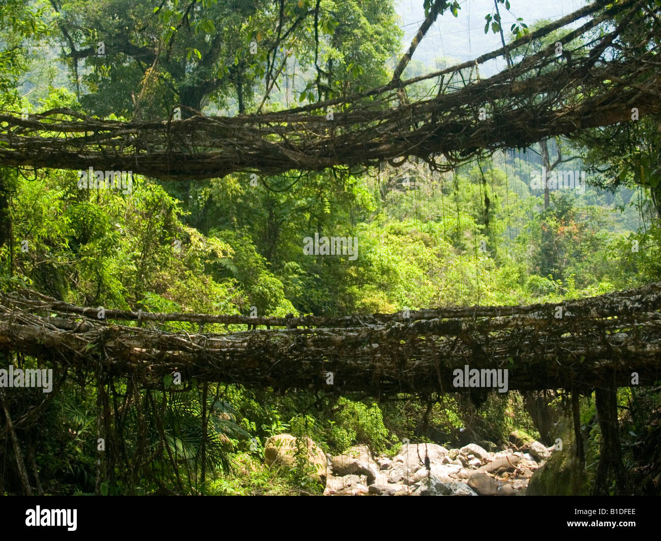 Meghalaya living root bridge hi-res stock photography and images - Alamy