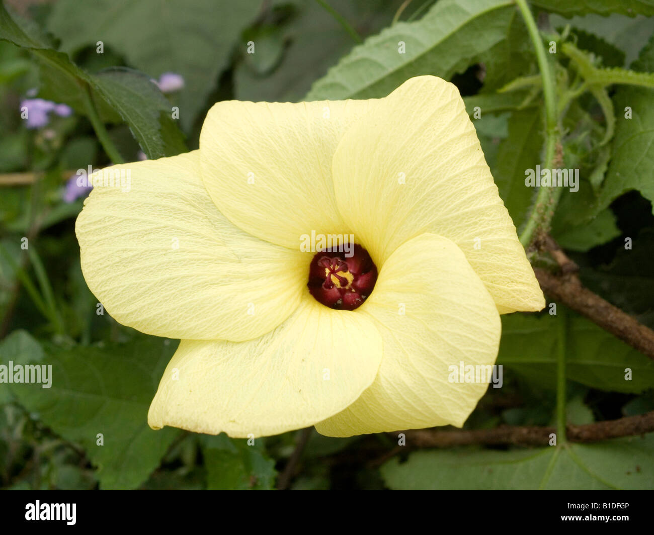 National flower of india hi-res stock photography and images - Alamy