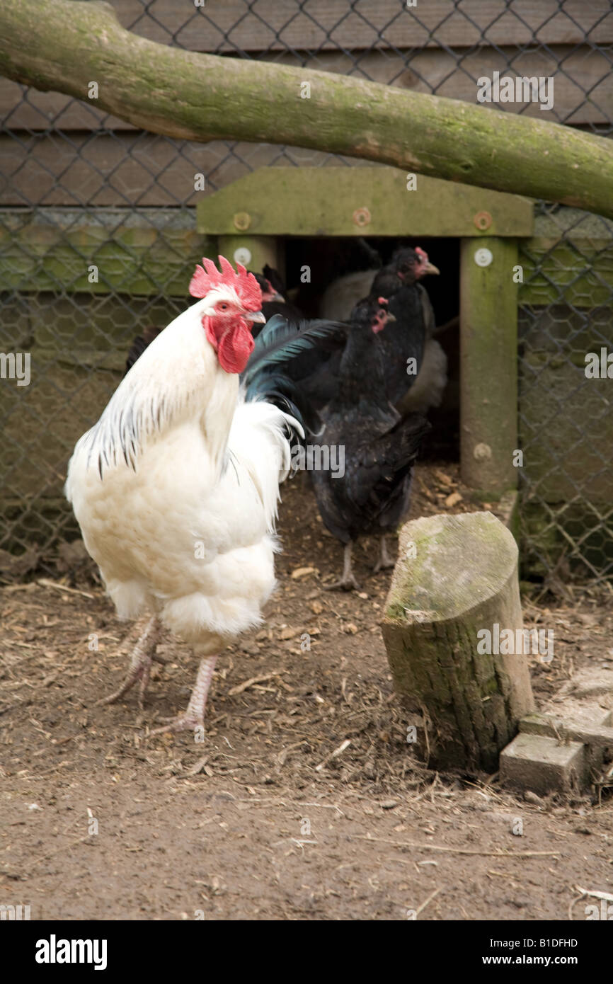 Chickens in a coup Hampshire England Stock Photo