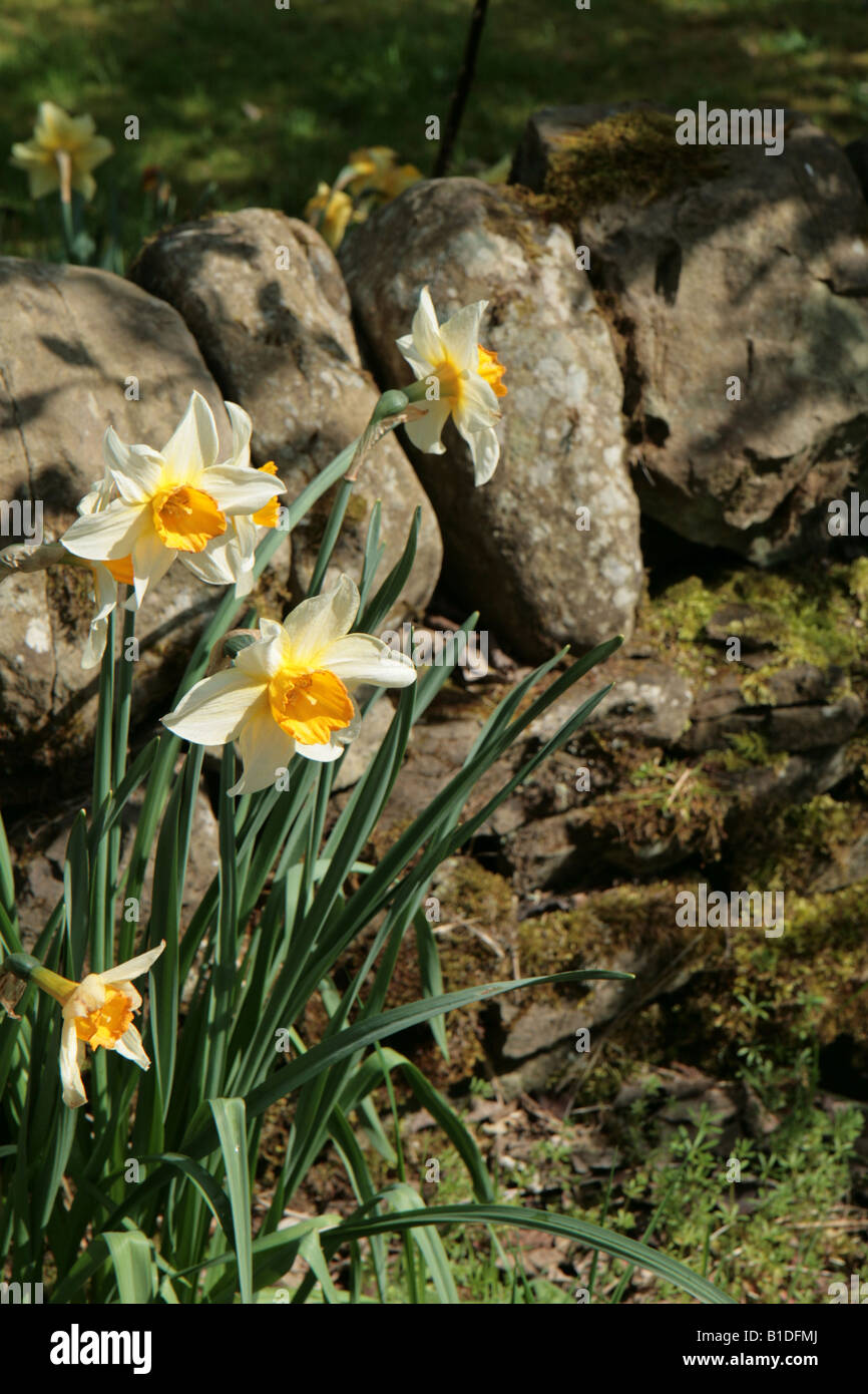 Dry stone wall flowers hi-res stock photography and images - Alamy