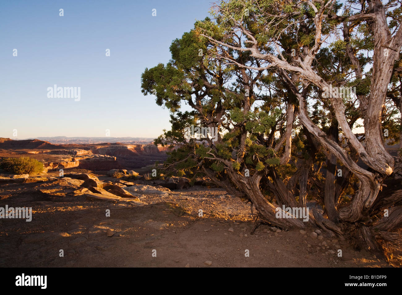 Utah Juniper, Juniperus osteosperma, Murphy Camp, White Rim Trail, Canyonlands National Park, Utah, USA Stock Photo