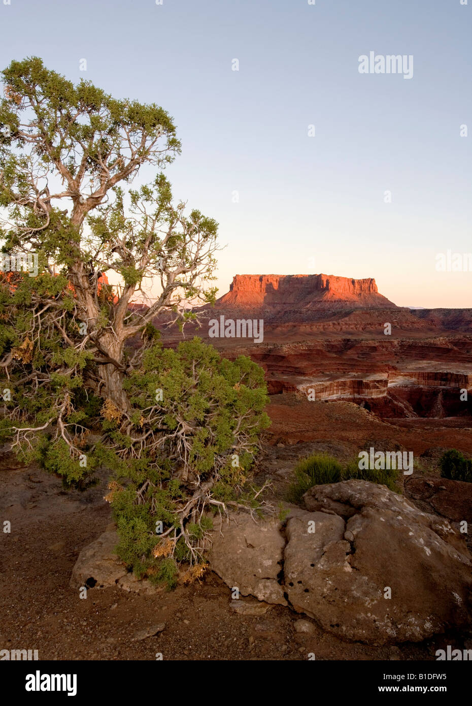 Utah Juniper, Juniperus osteosperma, Murphy Camp, White Rim Trail, Canyonlands National Park, Utah, USA Stock Photo