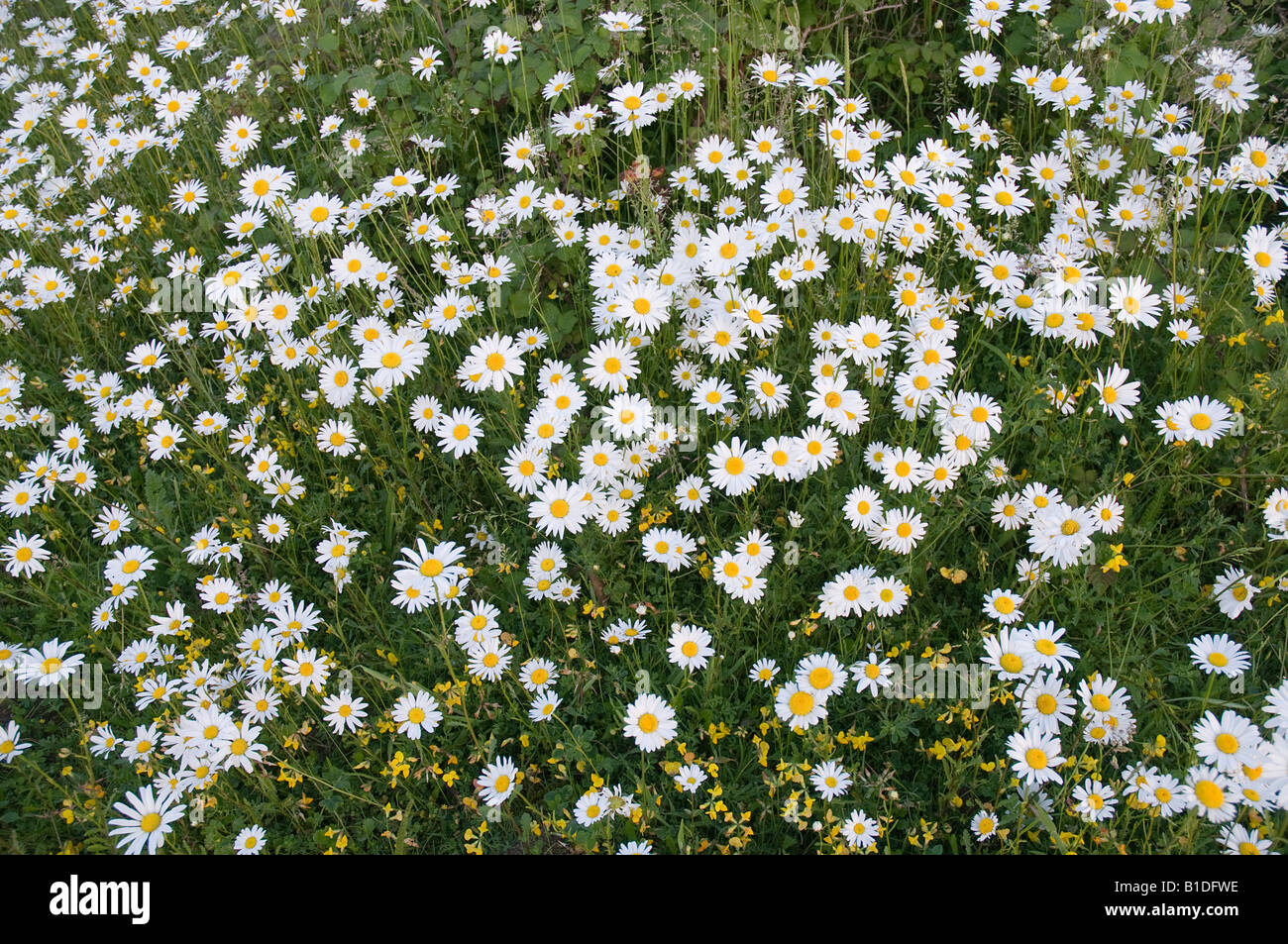 A group of Ox eye daisies with kidney vetch growing underneath Stock Photo