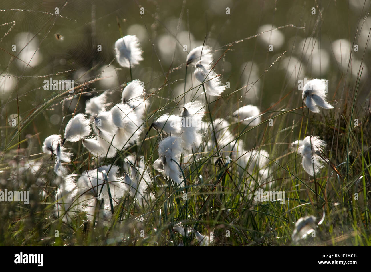 Seed heads of a cotton grass growing in a bog in the New Forest Stock