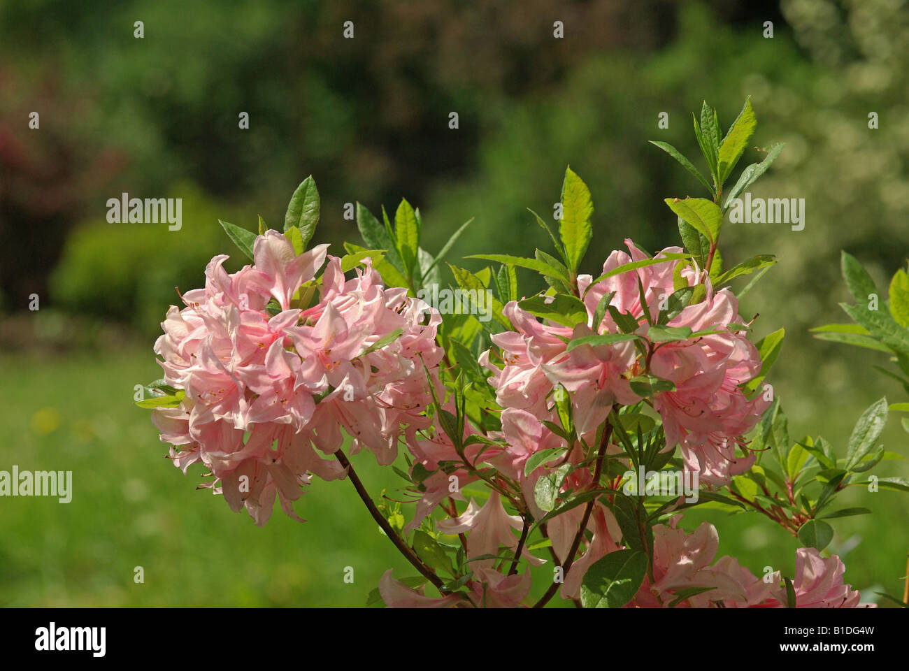 Rhododendron SOIR DE PARIS Stock Photo