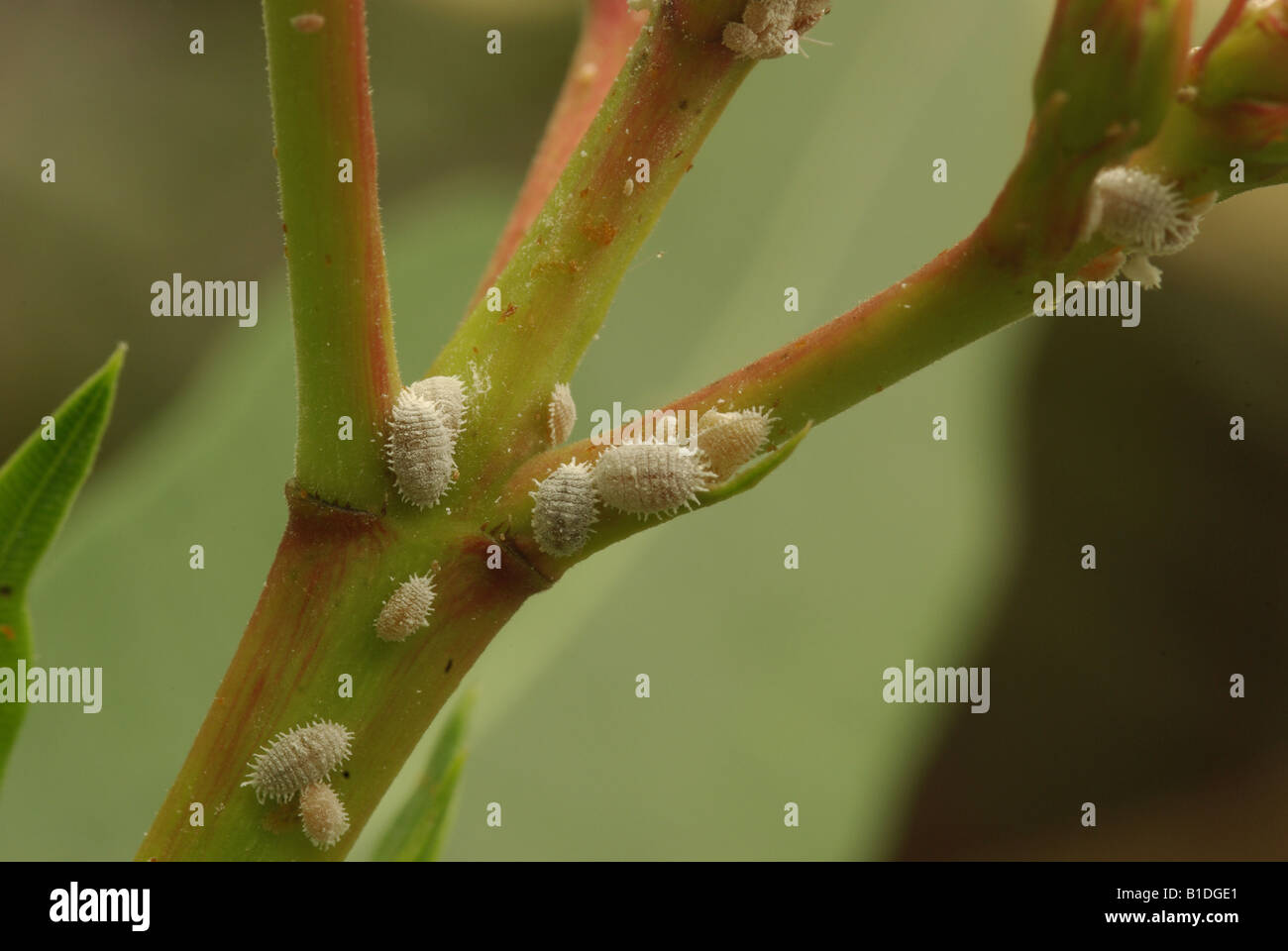 Mealy Bugs on Oleander. Stock Photo