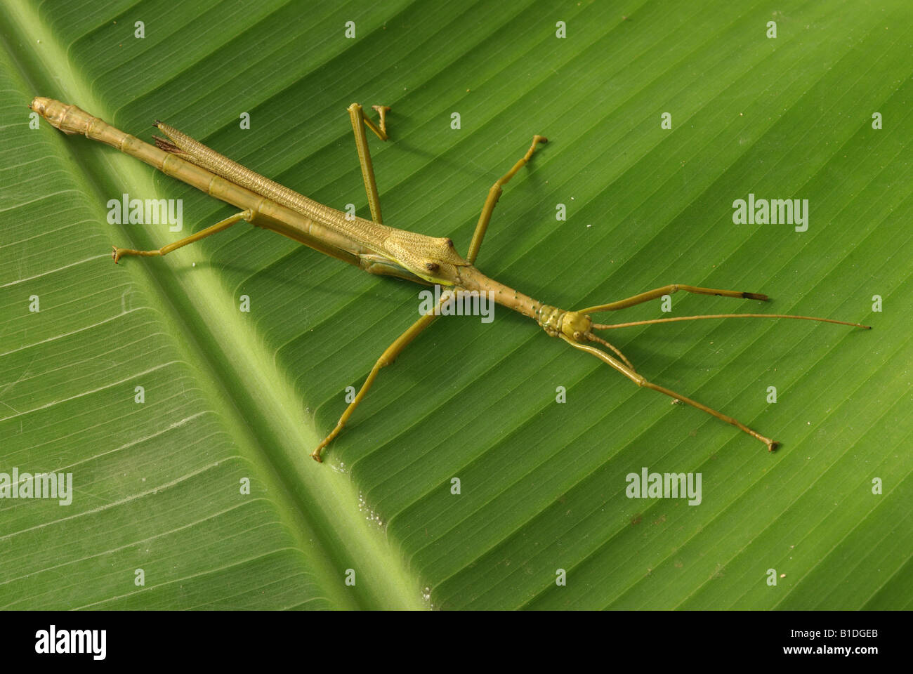 Phasmid Stock Photo