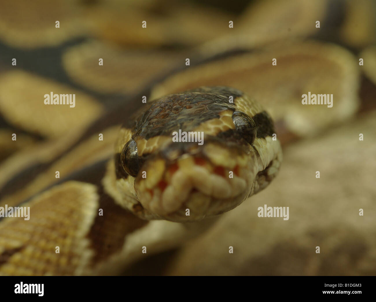 Royal Python (Python regius) Stock Photo