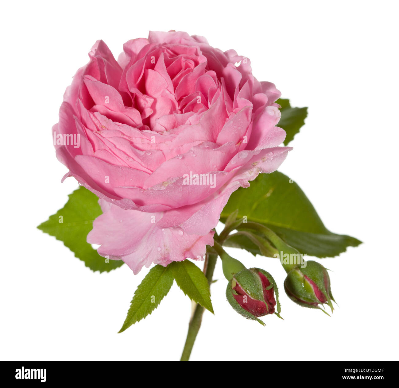 Floribund Rose Stock Photo