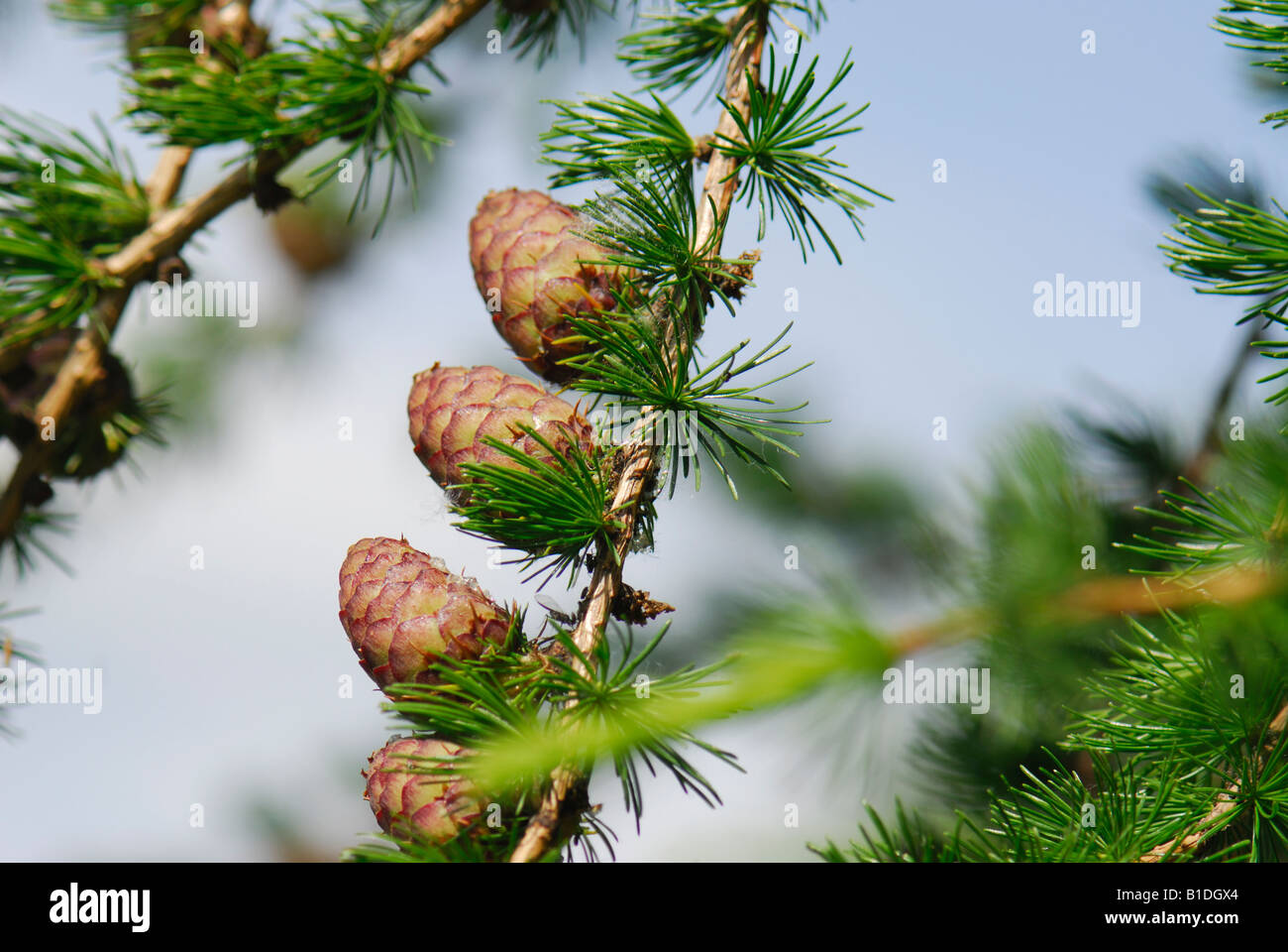 The cones of the larch tree. Larix Stock Photo