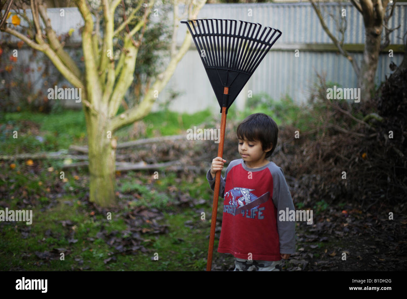 Boy aged six rakes up leaves in garden Stock Photo Alamy