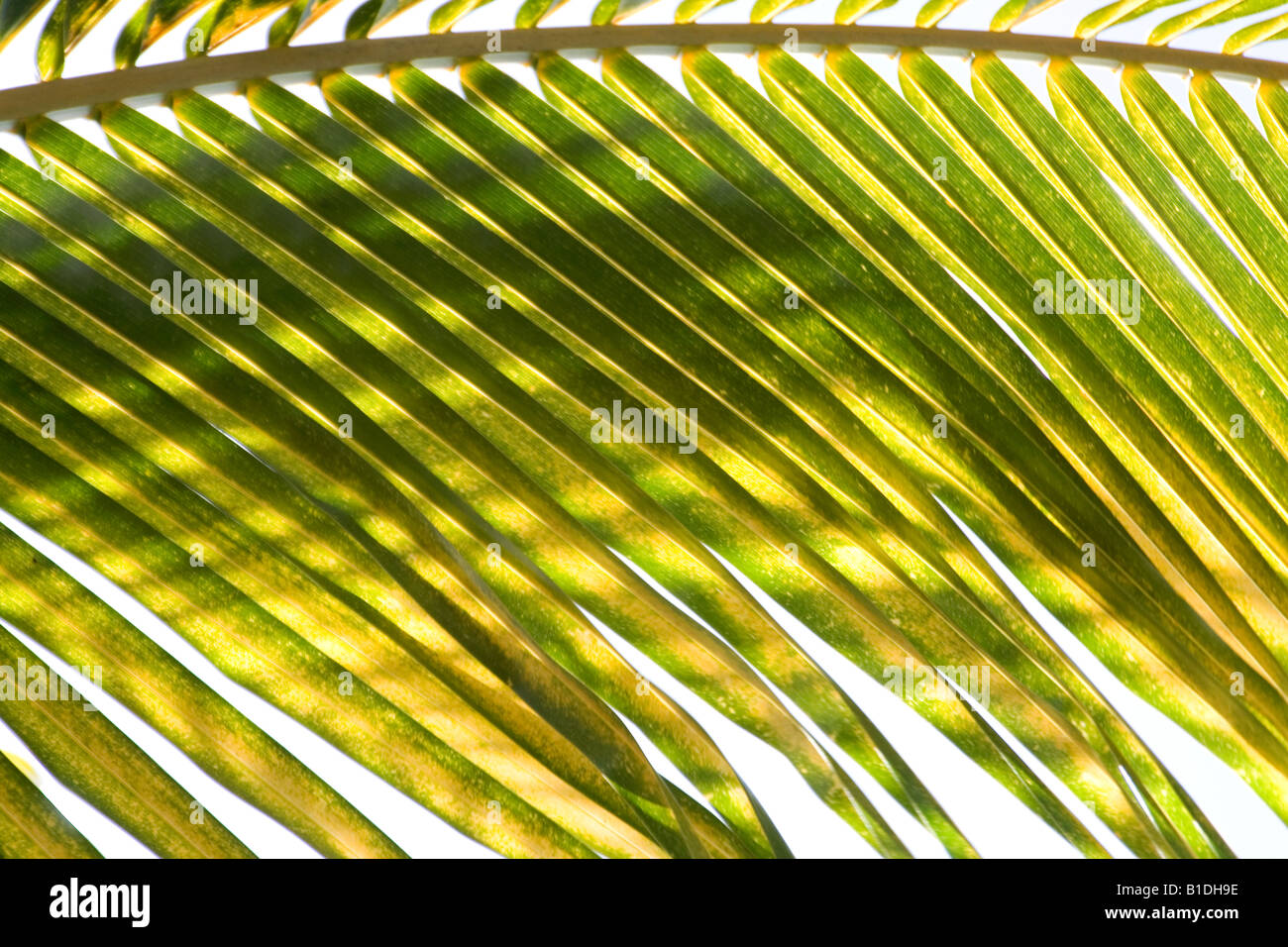 Palm fronds in sunlight Stock Photo Alamy