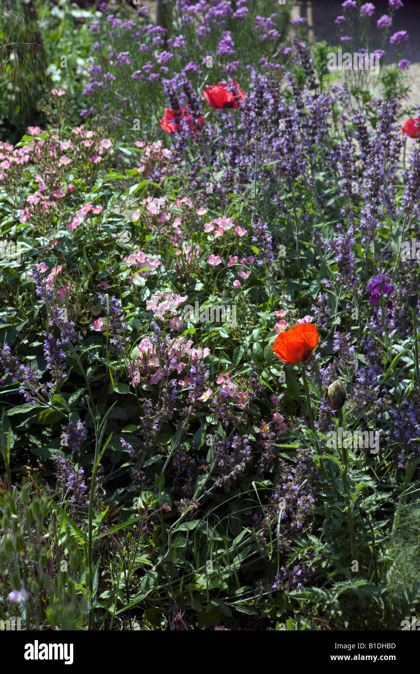 A wild flower garden with large poppies in a Suffolk garden Stock Photo
