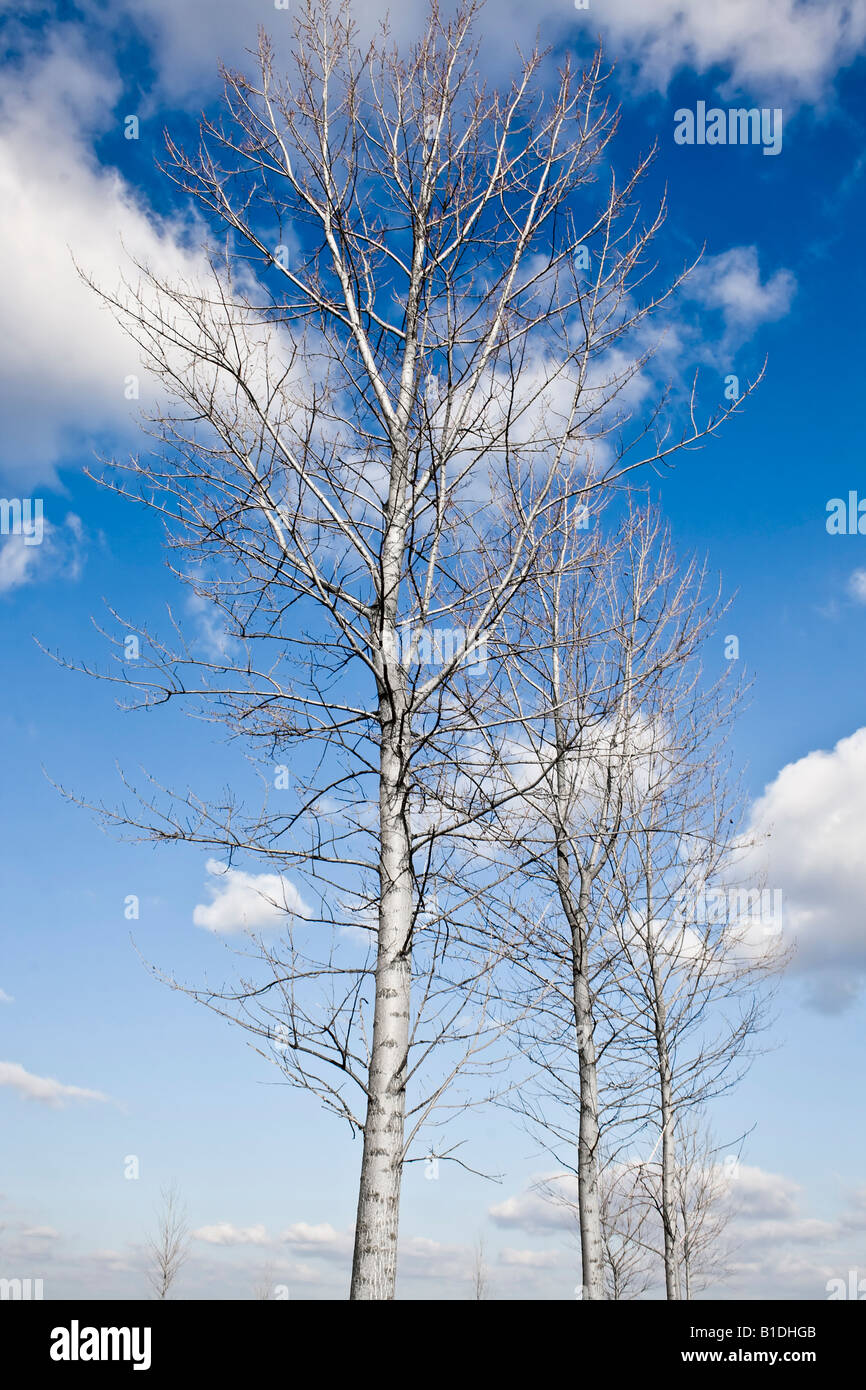 beautiful trees against a blue sky Stock Photo