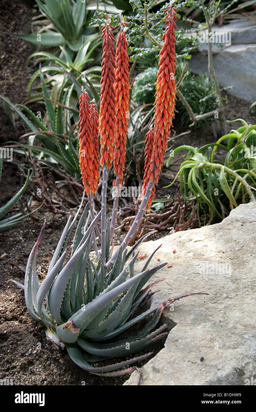 Arabian Aloe, Aloe rubroviolacea, Asphodelaceae, Saudi Arabia