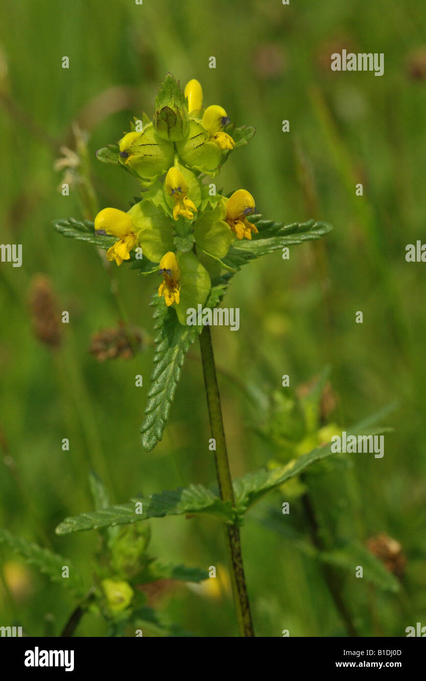 Yellow Rattle (Rhinanthus crista-galli Stock Photo - Alamy