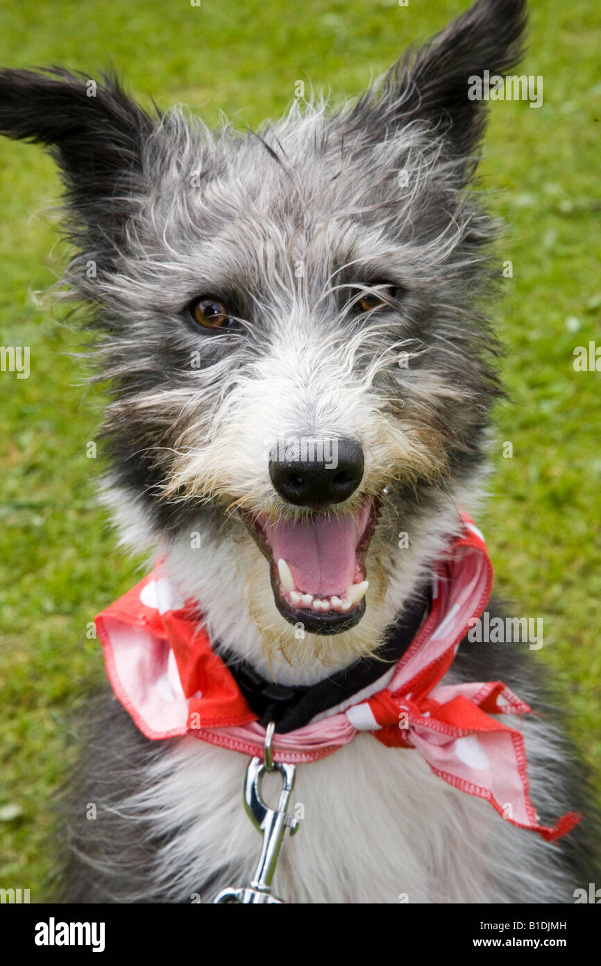 A Black White Merle Lurcher Which Is The Offspring Of A