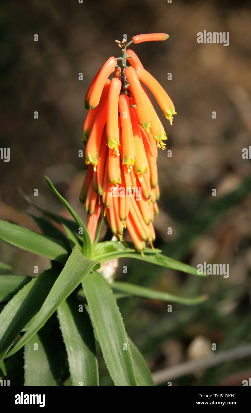 Aloe volkensii, Aloaceae, Asphodelaceae. Kenya, Tanzania, Africa. Stock Photo