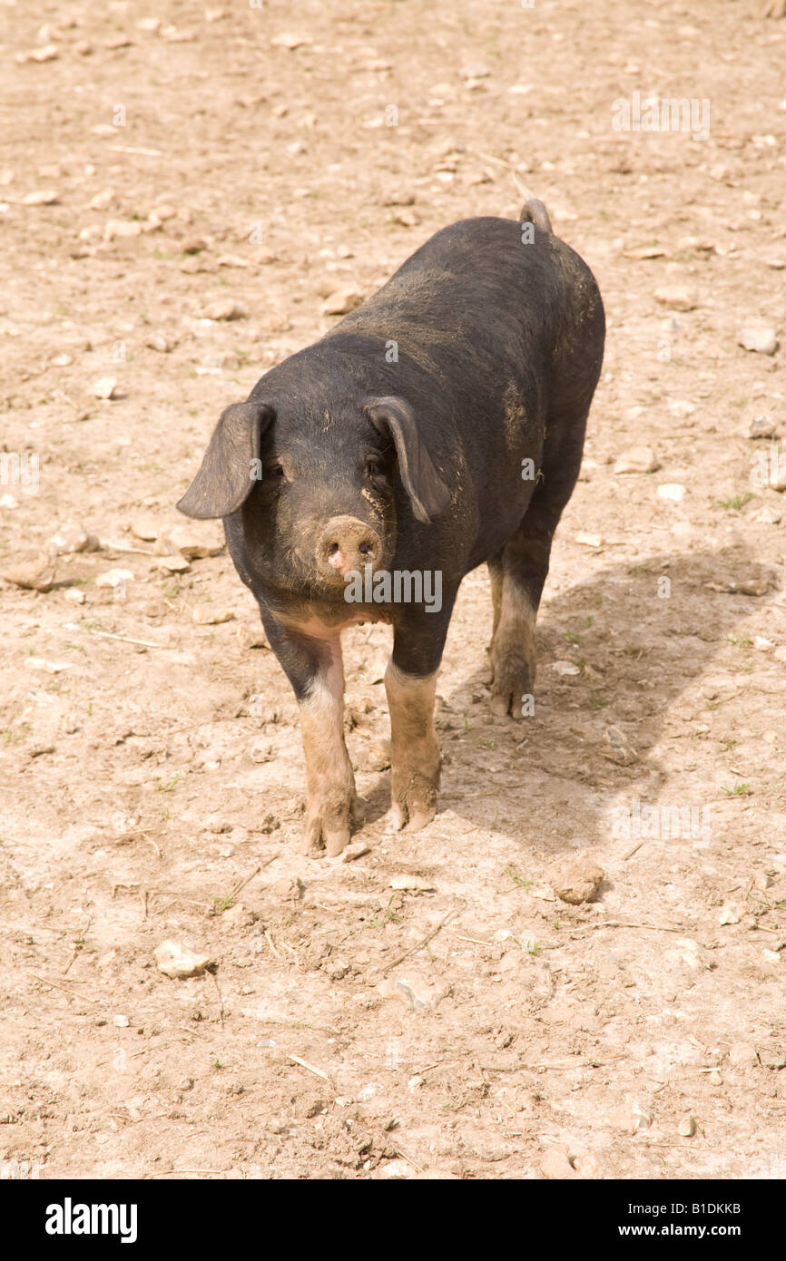 Freerange pigs at Wallops Wood dairy farm Droxford Hampshire England Stock Photo