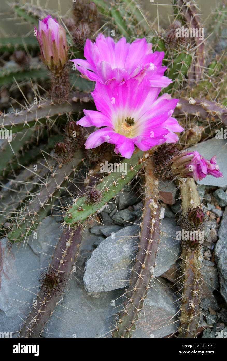 Lady Finger Cactus, Echinocereus pentalophus, Cactaceae. Stock Photo