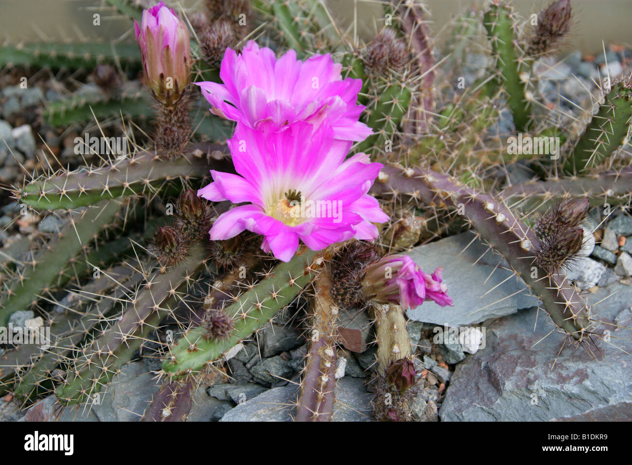 Lady Finger Cactus, Echinocereus pentalophus, Cactaceae. Stock Photo