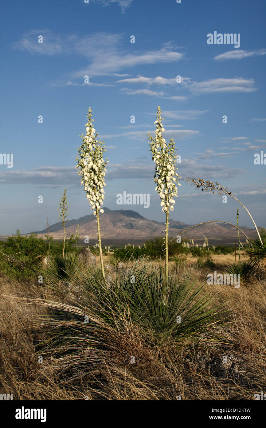 Soaptree yucca blossoms (Yucca elata) with San Jose' Peak in the background, Arizona, USA Stock Photo