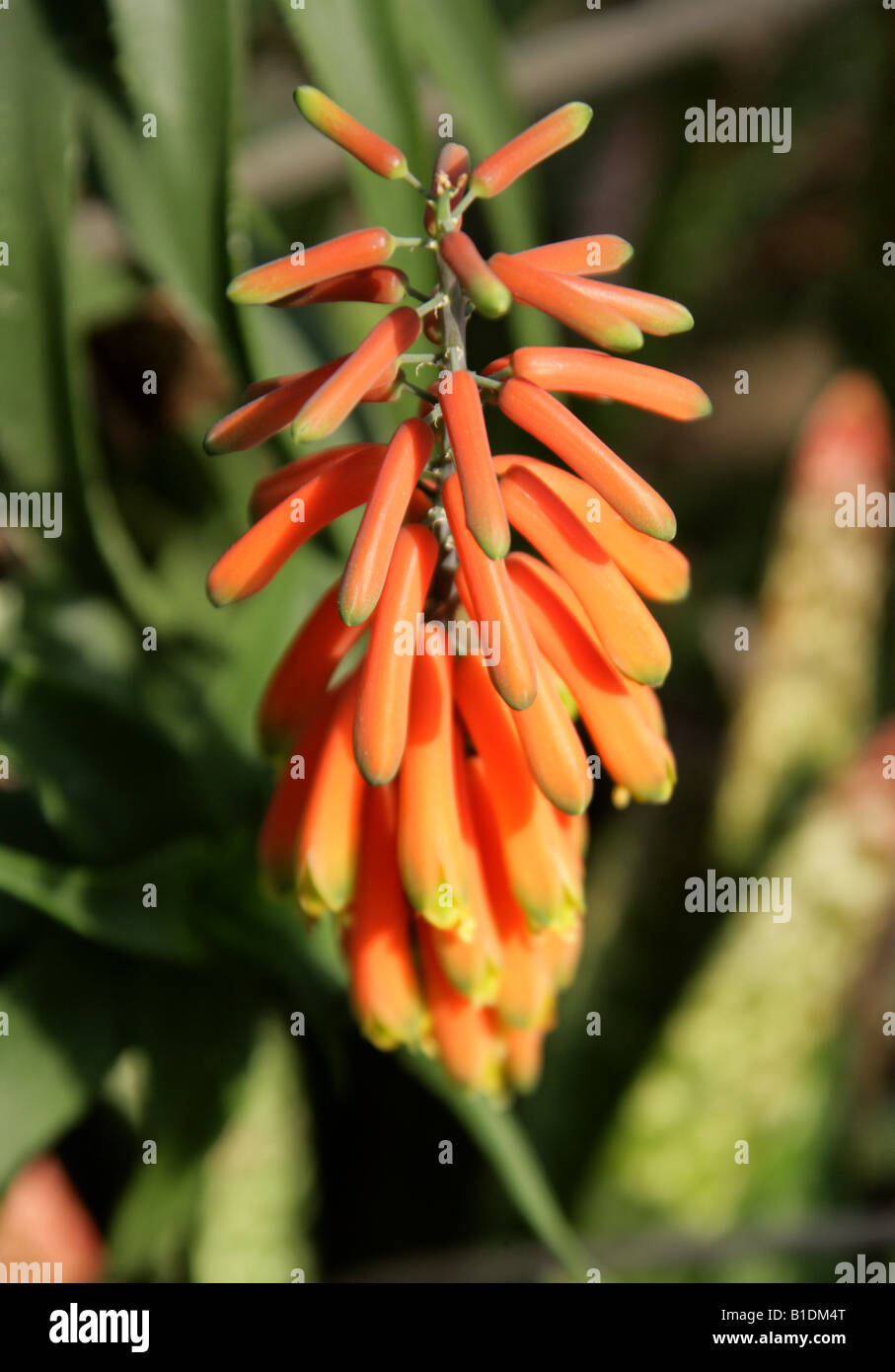 Aloe volkensii, Aloaceae, Asphodelaceae. Kenya, Tanzania, Africa Stock Photo