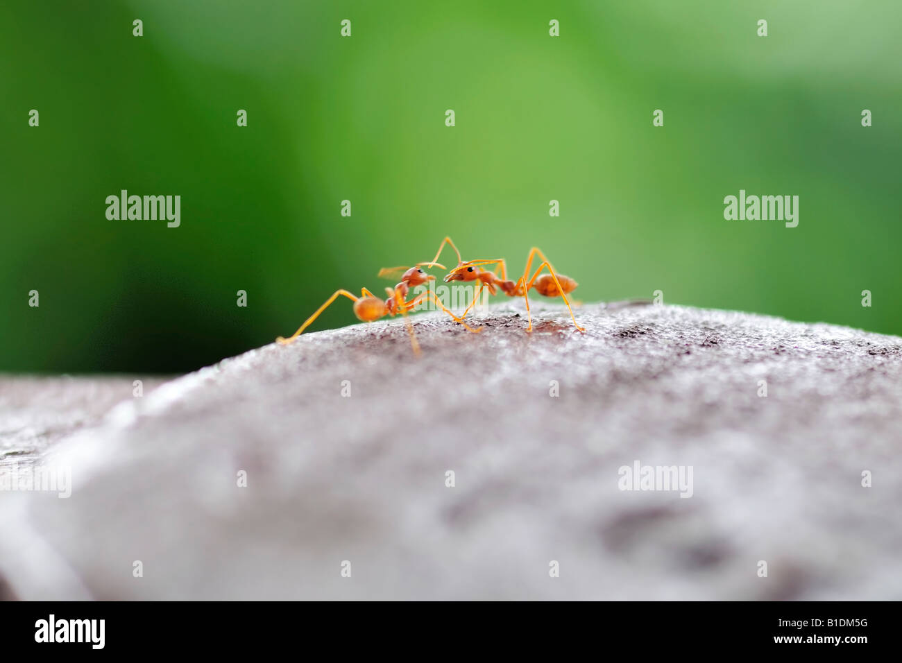 Feeding each other hires stock photography and images Alamy