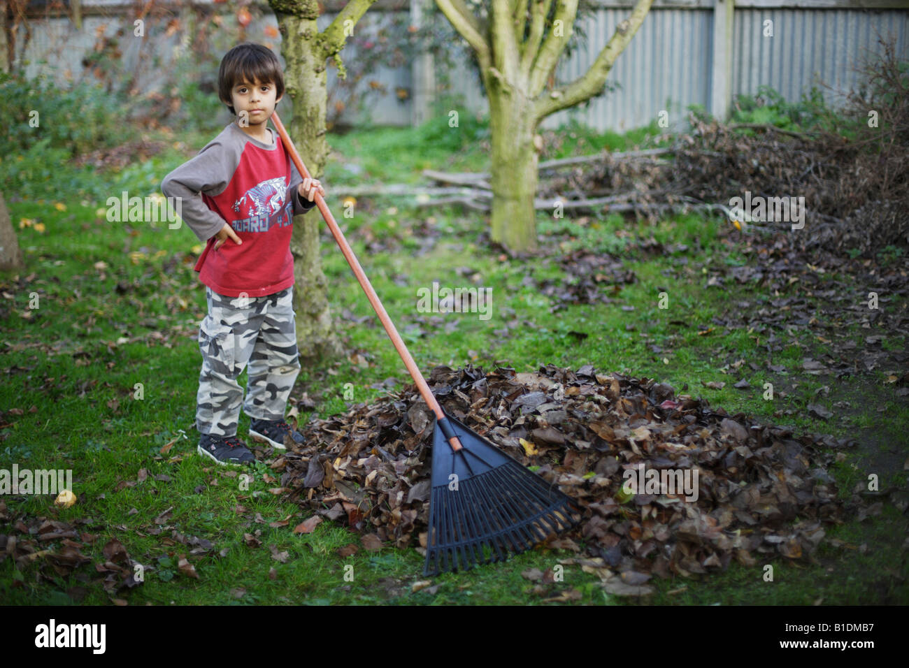 Boy aged six rakes up leaves in garden Stock Photo