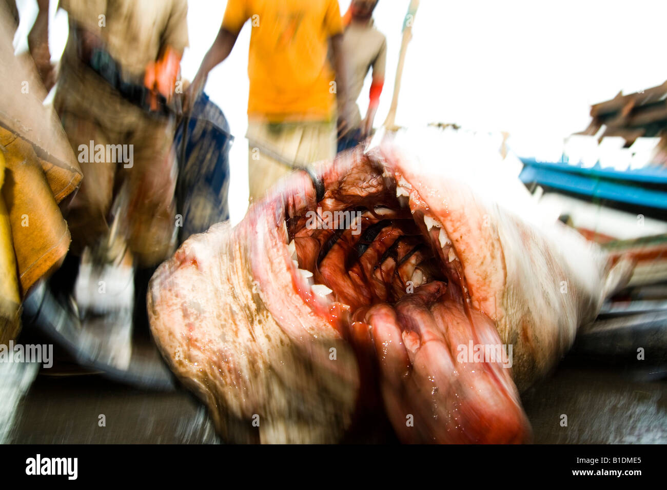 Shark dragged on the ground at fish market, Yemen Stock Photo
