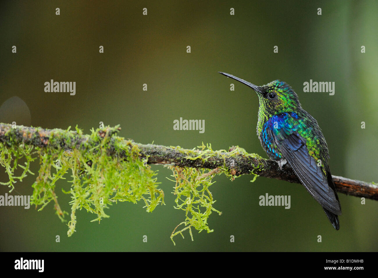 Male crowned woodnymph hummingbird thalurania hi-res stock photography ...