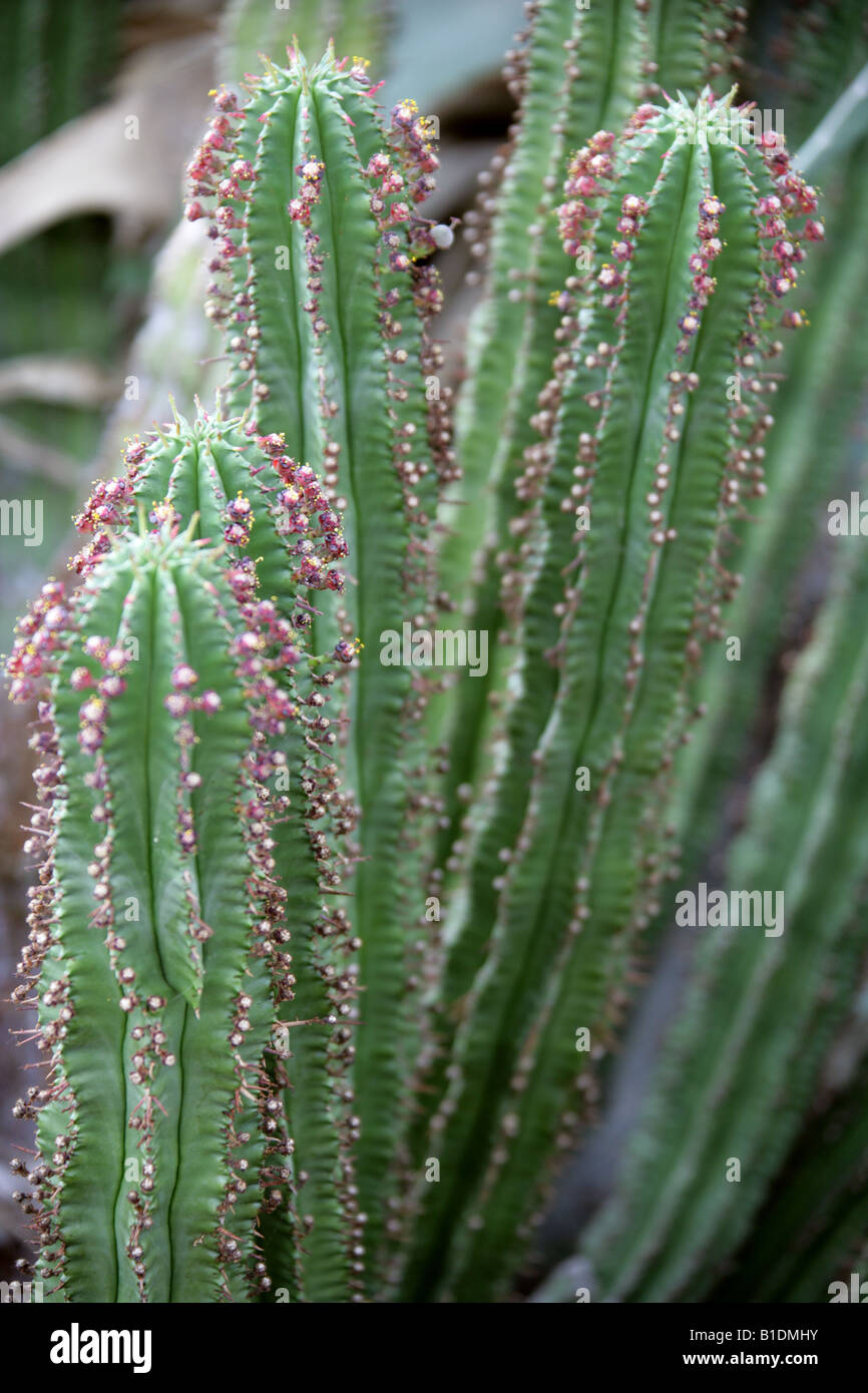 Euphorbia inconstantia, Euphorbiaceae Stock Photo