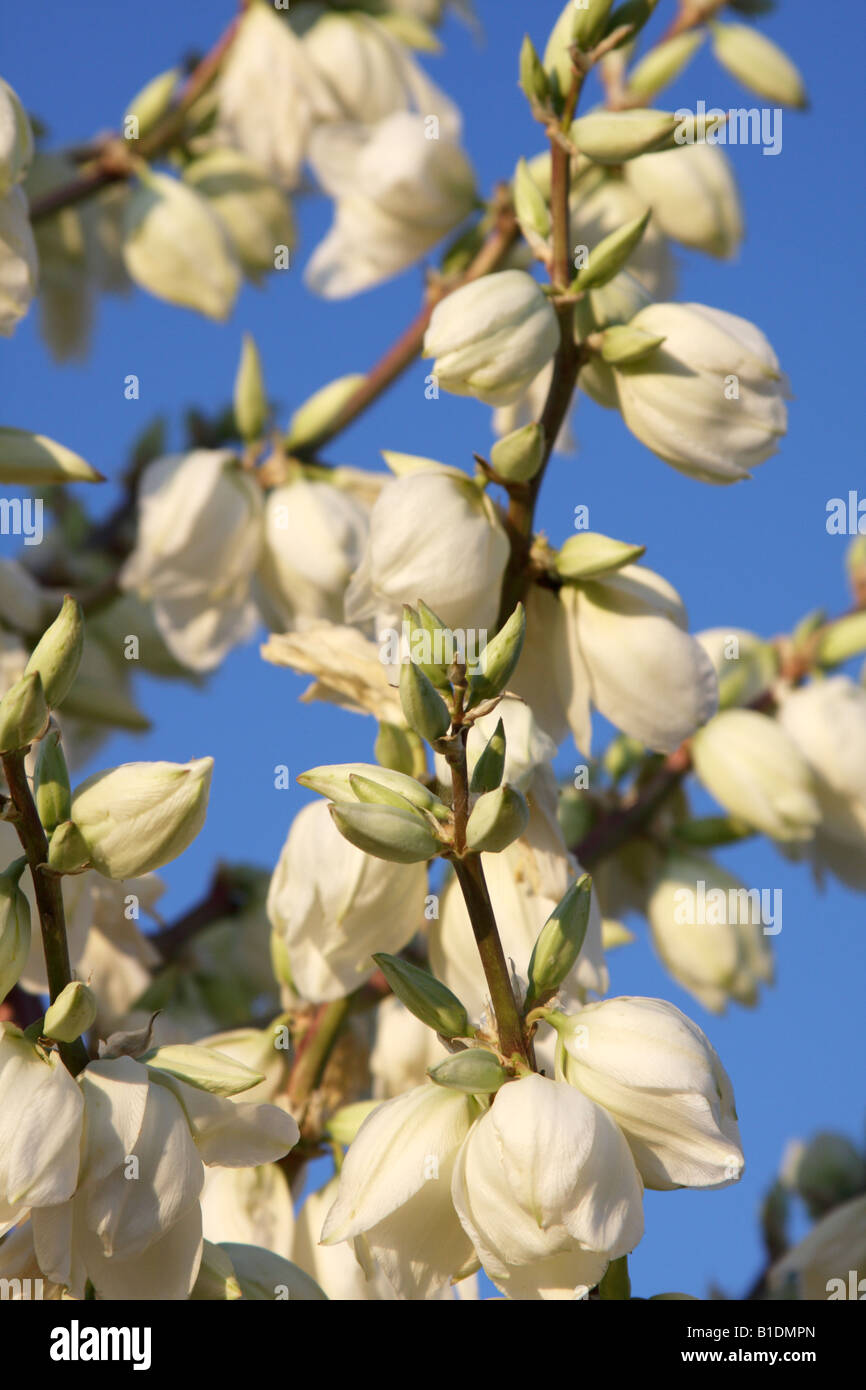 Soaptree yucca blossoms (Yucca elata), Arizona, USA Stock Photo