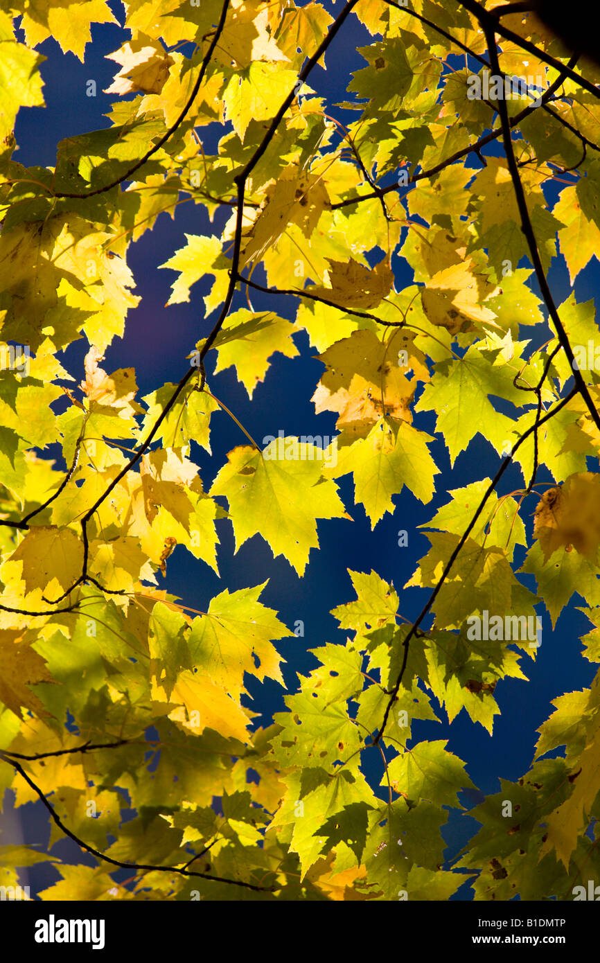 Yellow maple leaves backlit against deep blue sky Stock Photo - Alamy