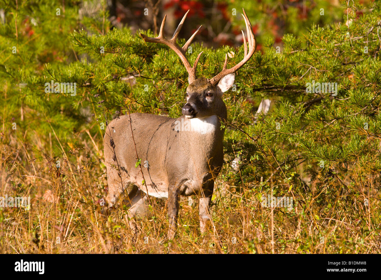 Nine point white tailed buck deer in Cades Cove Stock Photo Alamy