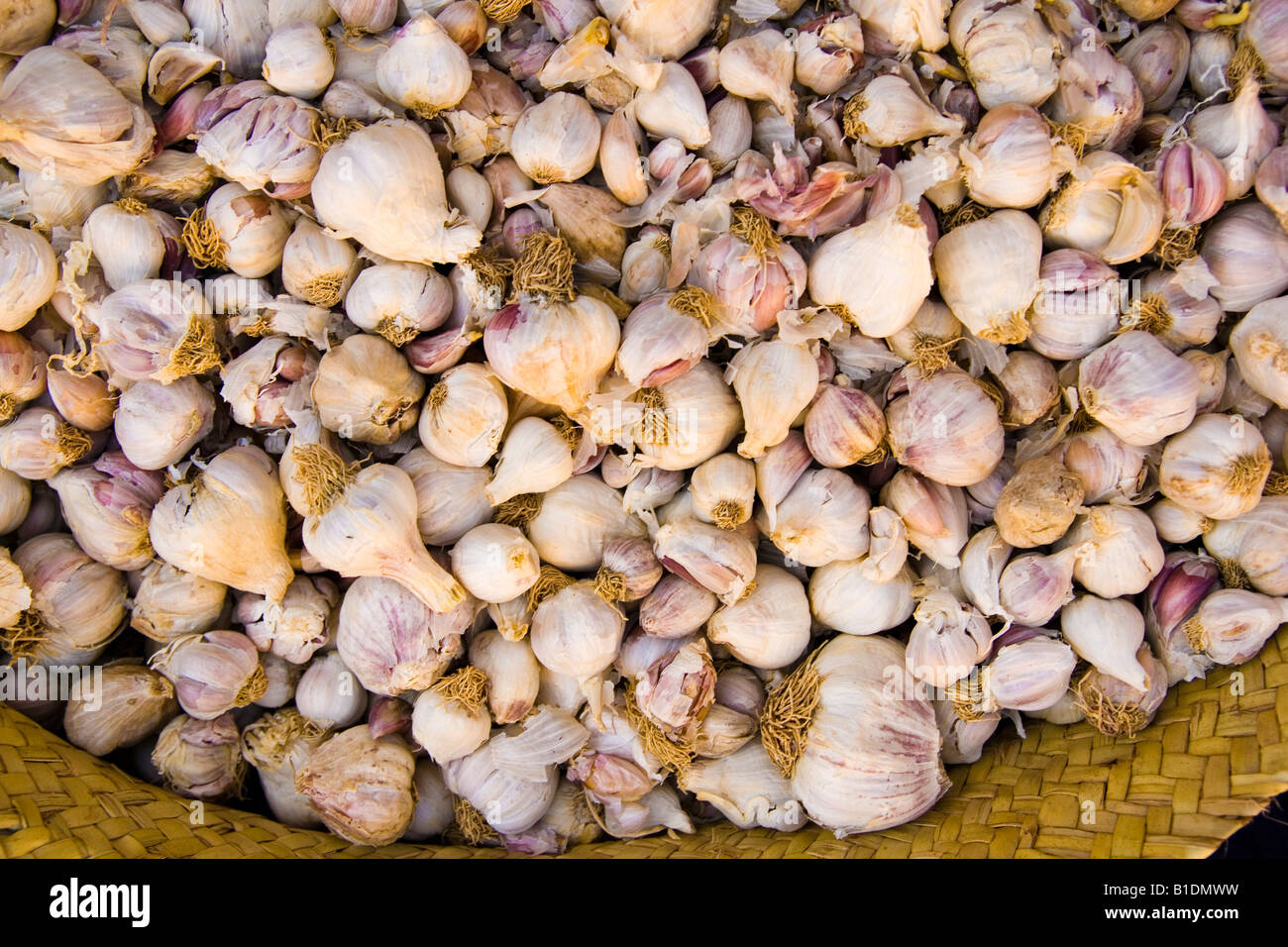 Garlic ( Allium Sativum ) in a basket Stock Photo - Alamy